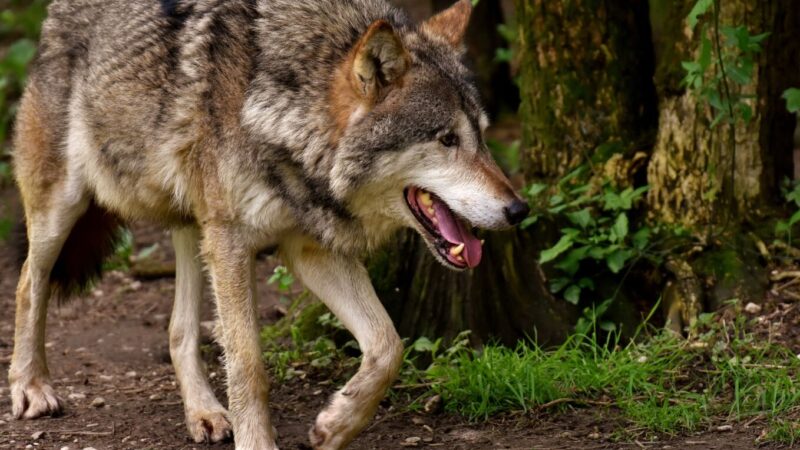 Keine unkontrollierte Ausbreitung des Wolfs
