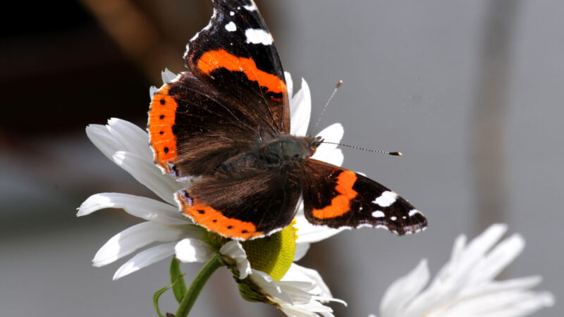 Schmetterlinge zählen für den Naturschutz