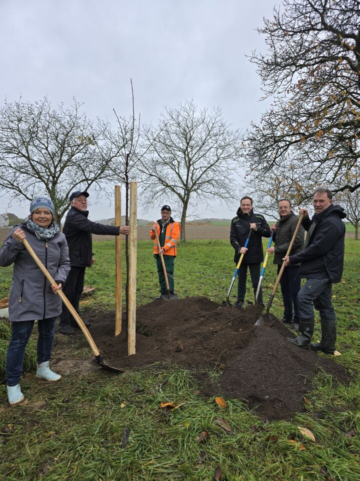 Landkreis Schweinfurt verteilt seltene Bäume zur Erhaltung regionaler Obstvielfalt