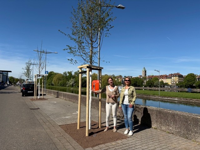 Maininsel Schweinfurt wird grüner: 26 neue Bäume für Lebensqualität